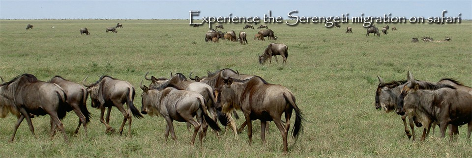 Experience the Serengeti migration on safari