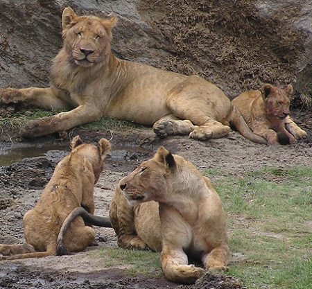 Lion pride within Ngorongoro Conservation Area