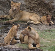 Lion pride resting