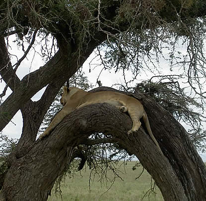 Tree climbing lion - Lake Manyara