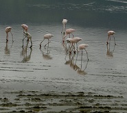 Flamingo feeding on Lake Manyara