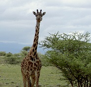 Giraffe image