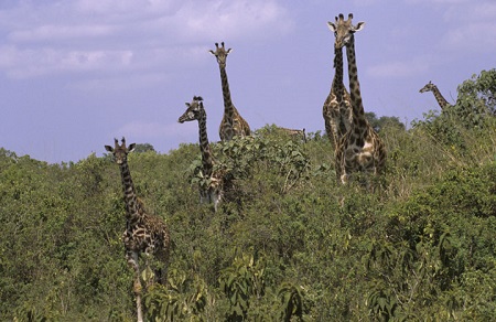 Giraffe enjoying acacia in Arusha national park