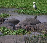 Hippo pool Serengeti