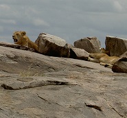 Lion look-out rock Serengeti
