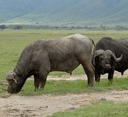 Buffalo in Ngorongoro