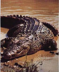 Nile crocodile in Ruaha National Park