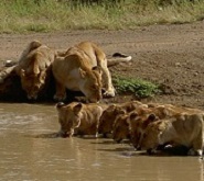 Serengeti lions drinking