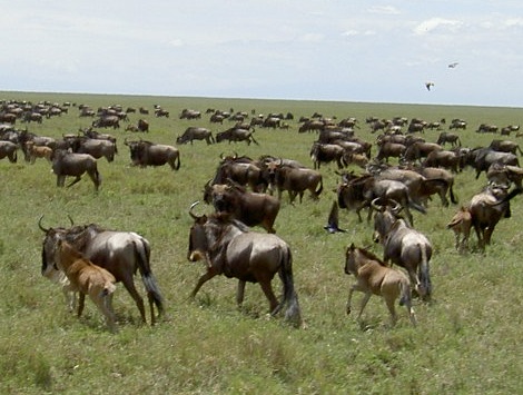 Serengeti migration - wildebeest