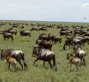 Serengeti wildebeest migration