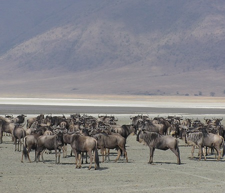 Migrating wildebeest enter Ngorongoro Crater 