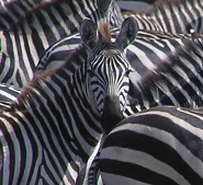 Zebra stripes