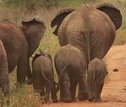 Elephants in Tarangire