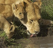 Lioness and family