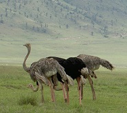 Ostrich in Ngorongoro Crater