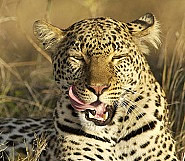 Leopard image