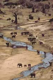 Elephant beside the Tarangire 