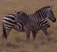 Zebra with foal